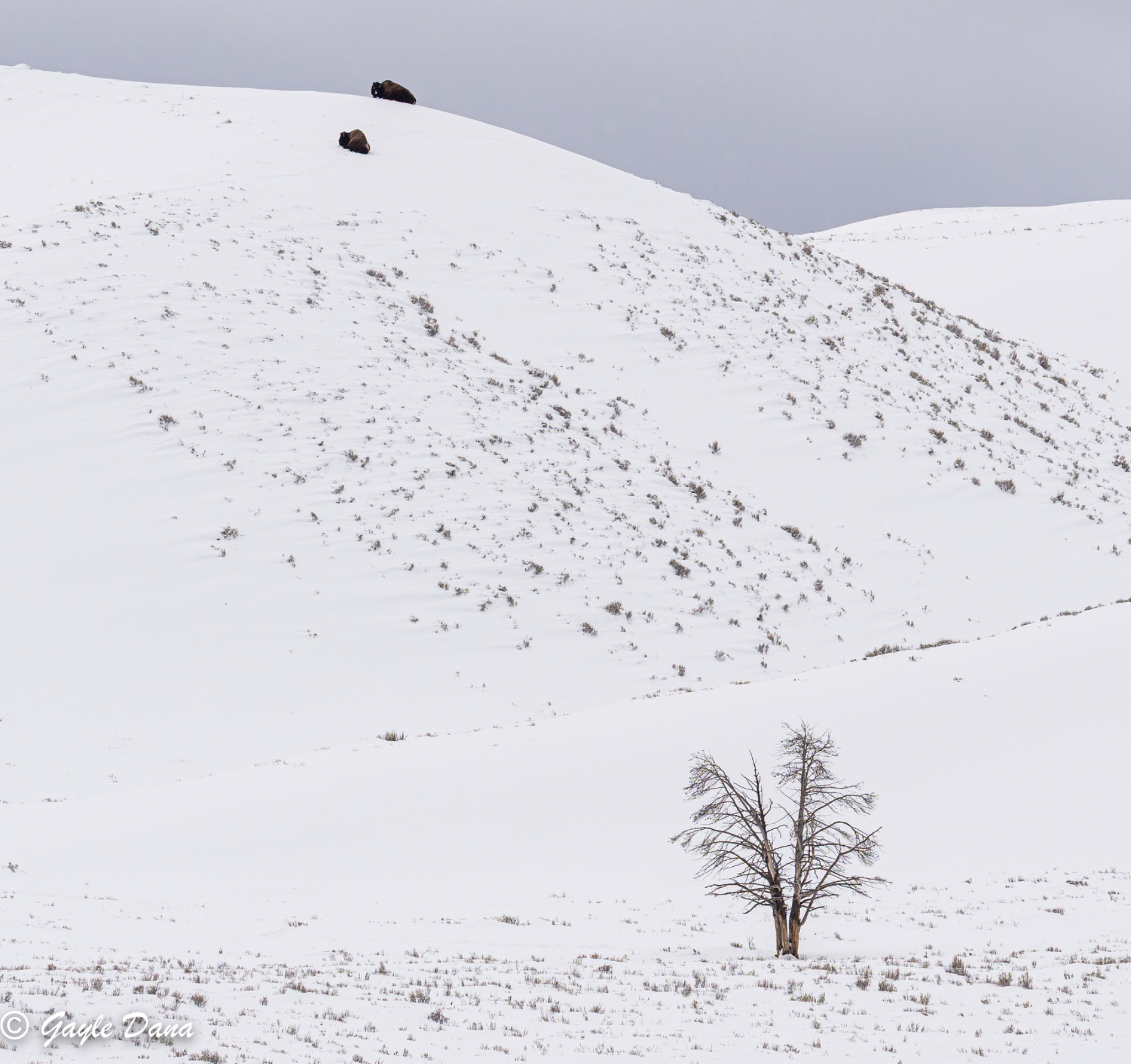 Murphy Tree with Bison in Landscape